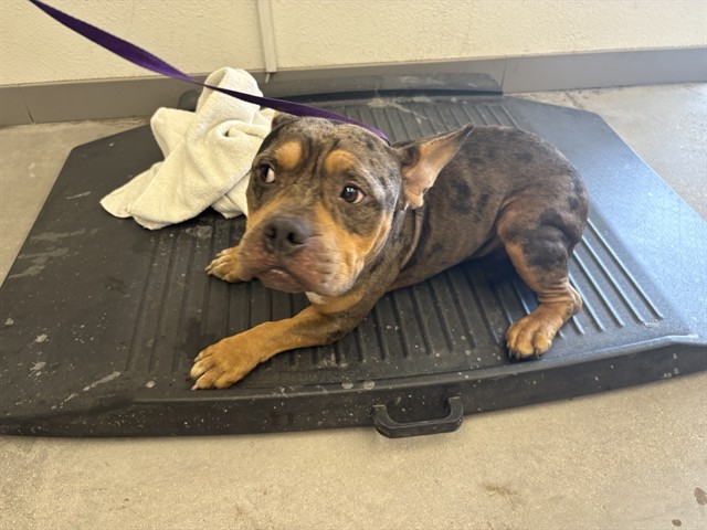 Shelter Stray Male Dog last seen BROADWAY RD AND STAPLEY DR, 1920 S Lewis, Mesa, AZ 85210, USA
