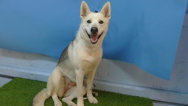 Shelter Stray Female Dog last seen , 216 W Victoria St, Gardena, CA 90248, USA