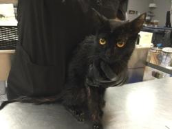 Shelter Stray Female Cat last seen Near BLOCK VERMOUTH DR. COACHELLA CA 92236, 72050 Pet Land Pl, Thousand Palms, CA 92276, USA
