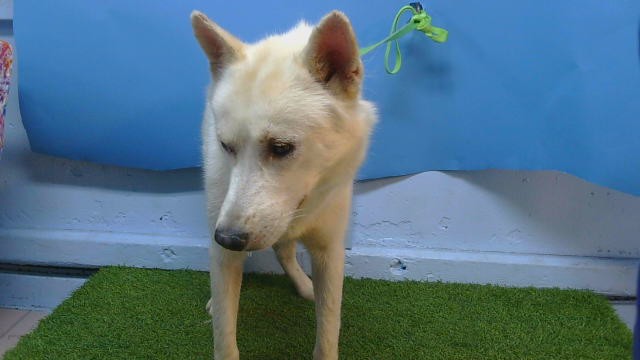 Shelter Stray Male Dog last seen , 216 W Victoria St, Gardena, CA 90248, USA