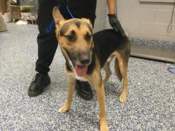Shelter Stray Male Dog last seen ANDREW JACKSON ELEMENTARY SCHOOL 82850 KENNER AVE, INDIO, CA 92201 INDIO, 72050 Pet Land Pl, Thousand Palms, CA 92276, USA