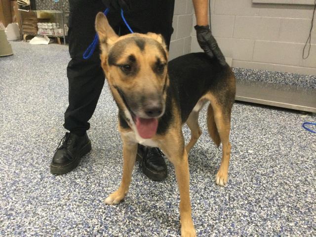 Shelter Stray Male Dog last seen ANDREW JACKSON ELEMENTARY SCHOOL 82850 KENNER AVE, INDIO, CA 92201 INDIO, 72050 Pet Land Pl, Thousand Palms, CA 92276, USA