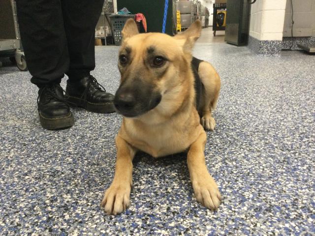 Shelter Stray Female Dog last seen ANDREW JACKSON ELEMENTARY SCHOOL 82850 KENNER AVE, INDIO, CA 92201 INDIO, 72050 Pet Land Pl, Thousand Palms, CA 92276, USA