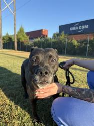 Shelter Stray Female Dog last seen Near BLOCK MIDDLE LN, 3528 Newburg Rd, Louisville, KY 40218, USA