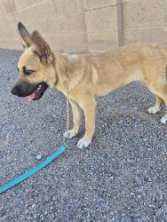 Found/Stray Male Dog last seen Eubank and Candelaria, Albuquerque, NM 87112