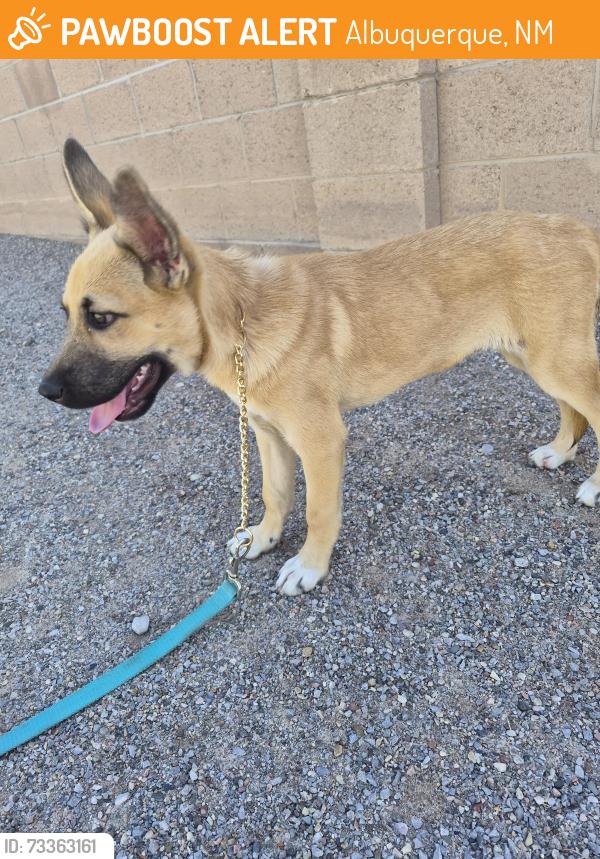 Found/Stray Male Dog last seen Eubank and Candelaria, Albuquerque, NM 87112