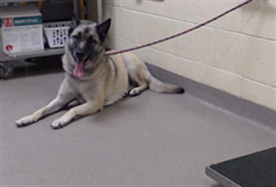 Shelter Stray Female Dog last seen Near BLOCK W BAYAUD AVE, DENVER CO 80223, 1241 W Bayaud Ave, Denver, CO 80223, USA