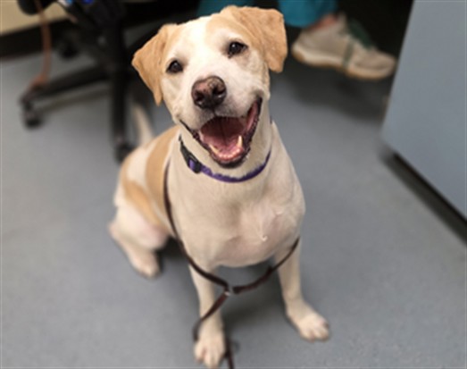 Shelter Stray Male Dog last seen Near BLOCK N GALAPAGO ST, DENVER CO 80204, 1241 W Bayaud Ave, Denver, CO 80223, USA