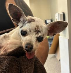 Shelter Stray Female Dog last seen 8150CCITY VIEW DR, 12155 Park Blvd, Brighton, CO 80601, USA