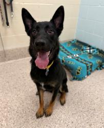 Shelter Stray Male Dog last seen 84TH & WASHINGTON AVE, 12155 Park Blvd, Brighton, CO 80601, USA