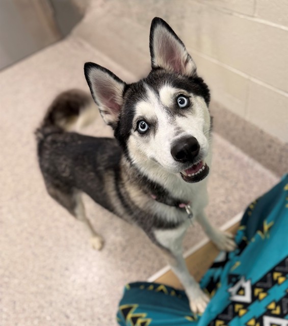 Shelter Stray Female Dog last seen 56TH/PEORIA ST, 12155 Park Blvd, Brighton, CO 80601, USA
