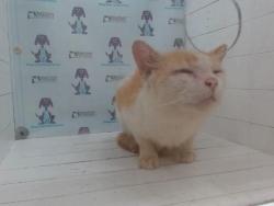 Shelter Stray Male Cat last seen , 2769 Conroy Rd, Orlando, FL 32839, USA