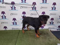Shelter Stray Male Dog last seen , 2769 Conroy Rd, Orlando, FL 32839, USA