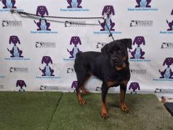 Shelter Stray Female Dog last seen , 2769 Conroy Rd, Orlando, FL 32839, USA