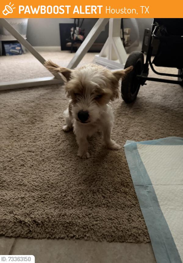 Found/Stray Female Dog last seen Pennywood Court and Shady Canyon Houston Texas 77070, Houston, TX 77070