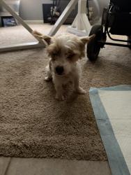 Found/Stray Female Dog last seen Pennywood Court and Shady Canyon Houston Texas 77070, Houston, TX 77070