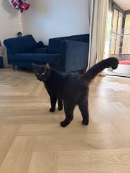 Reunited Male Cat last seen Wild acres road with Ulmerton road, Largo, FL 33771