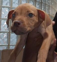 Shelter Stray Female Dog last seen SPARKMAN DR, 4950 SW Triana Blvd, Huntsville, AL 35805, USA