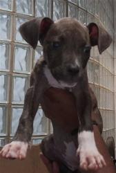Shelter Stray Female Dog last seen SPARKMAN DR, 4950 SW Triana Blvd, Huntsville, AL 35805, USA