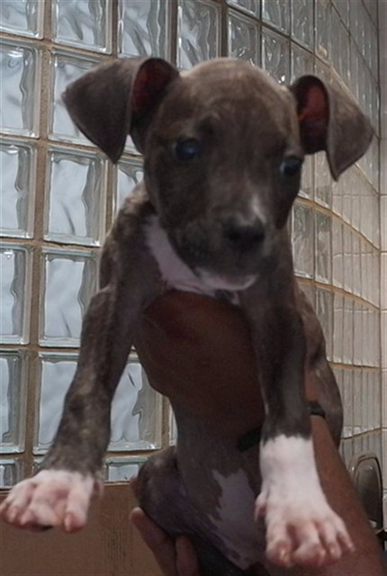Shelter Stray Female Dog last seen SPARKMAN DR, 4950 SW Triana Blvd, Huntsville, AL 35805, USA