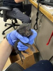 Shelter Stray Female Cat last seen , 14409 Vanowen St, Van Nuys, CA 91405, USA