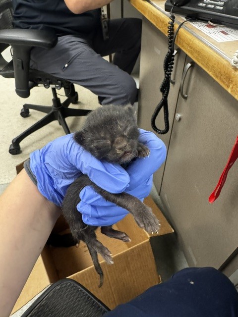 Shelter Stray Female Cat last seen , 14409 Vanowen St, Van Nuys, CA 91405, USA
