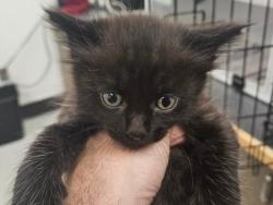 Shelter Stray Unknown Cat last seen , 14409 Vanowen St, Van Nuys, CA 91405, USA
