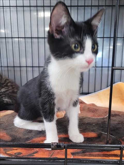 Shelter Stray Male Cat last seen , 14409 Vanowen St, Van Nuys, CA 91405, USA