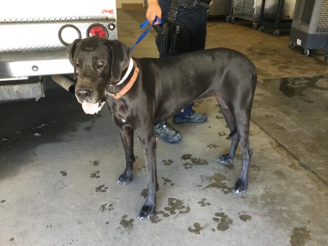 Shelter Stray Female Dog last seen Near BLOCK INDUSTRIAL WAY, RIVERSIDE, CA, 6851 Van Buren Boulevard, Jurupa Valley, CA 92509, USA