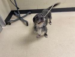Shelter Stray Female Dog last seen Near BLOCK W RIO ST, 3839 W Burnham St, West Milwaukee, WI 53215, USA