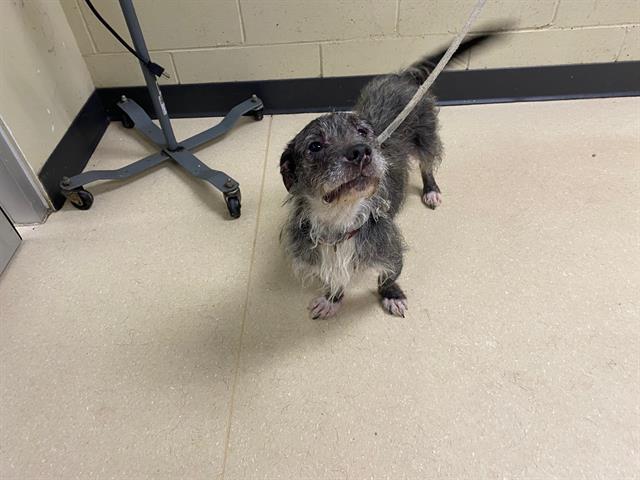 Shelter Stray Female Dog last seen Near BLOCK W RIO ST, 3839 W Burnham St, West Milwaukee, WI 53215, USA