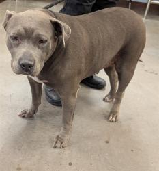 Shelter Stray Female Dog last seen N 111TH AVE AND W PEORIA AVE, 2500 S 27th Ave, Phoenix, AZ 85009, USA