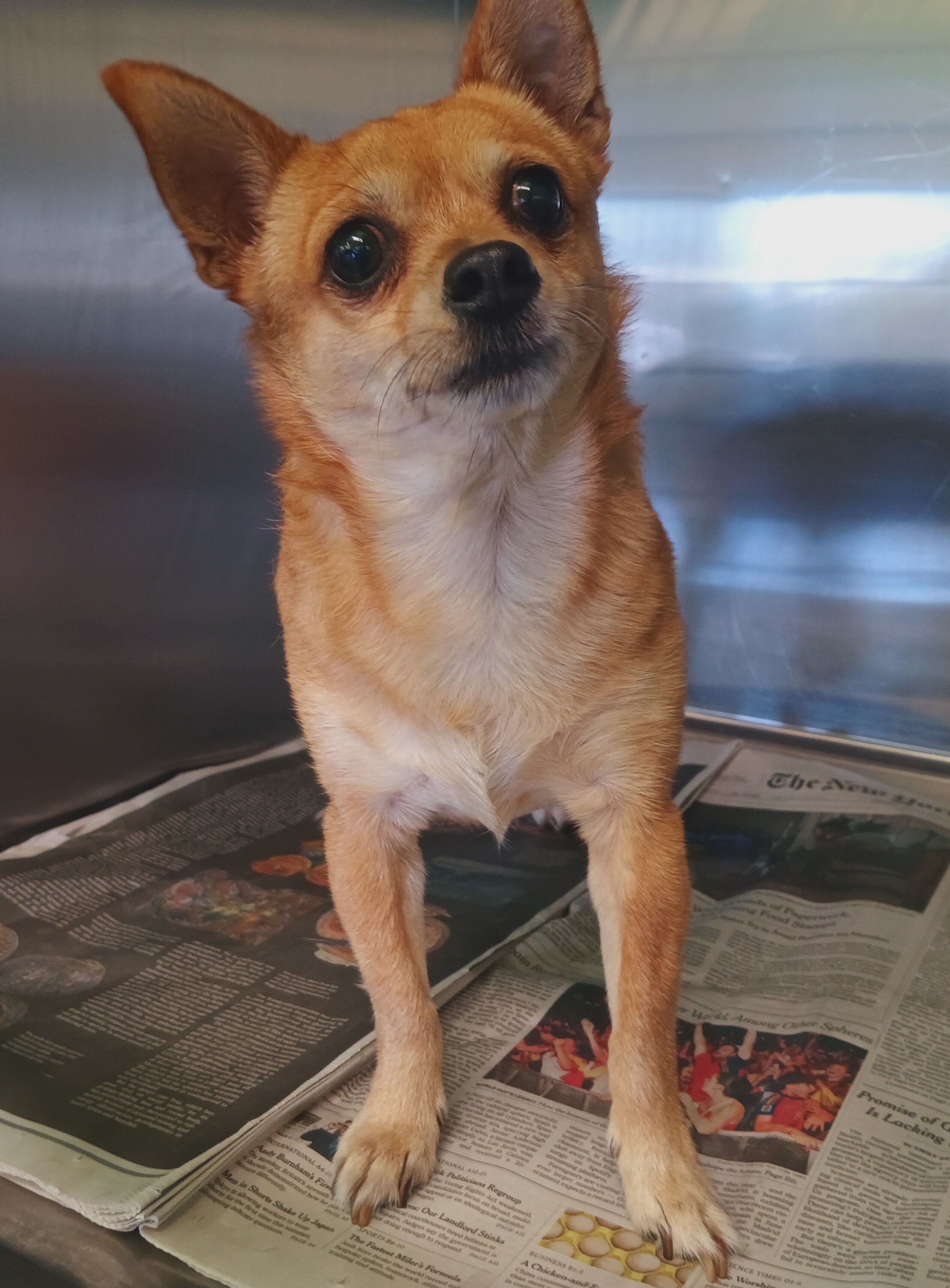 Shelter Stray Female Dog last seen , 1850 W 60th St, Los Angeles, CA 90047, USA