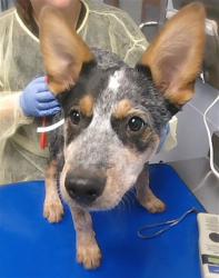 Shelter Stray Male Dog last seen 25TH AVE AND DUNLAP AVE, 2500 S 27th Ave, Phoenix, AZ 85009, USA