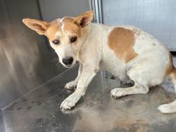 Shelter Stray Female Dog last seen 299TH AVE AND PATTON RD, 2500 S 27th Ave, Phoenix, AZ 85009, USA