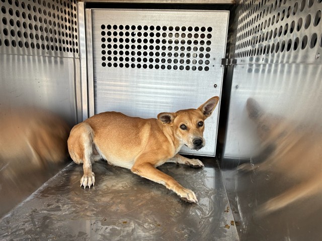 Shelter Stray Female Dog last seen 299TH AVE AND PATTON RD, 2500 S 27th Ave, Phoenix, AZ 85009, USA