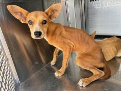 Shelter Stray Female Dog last seen 299TH AVE AND PATTON RD, 2500 S 27th Ave, Phoenix, AZ 85009, USA