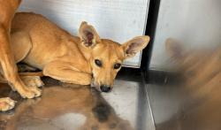 Shelter Stray Female Dog last seen 299TH AVE AND PATTON RD, 2500 S 27th Ave, Phoenix, AZ 85009, USA