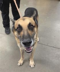 Shelter Stray Male Dog last seen MADISON ST AND 118TH AVE, 2500 S 27th Ave, Phoenix, AZ 85009, USA