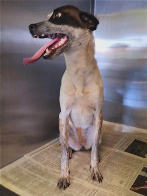 Shelter Stray Female Dog last seen , 1850 W 60th St, Los Angeles, CA 90047, USA