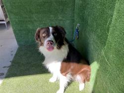 Shelter Stray Male Dog last seen , 5210 W Ave I, Lancaster, CA 93536, USA