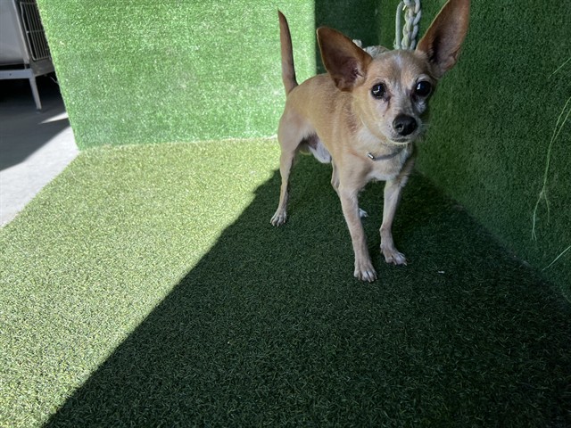 Shelter Stray Male Dog last seen , 5210 W Ave I, Lancaster, CA 93536, USA