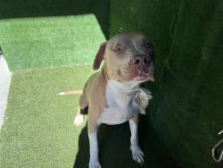 Shelter Stray Male Dog last seen , 5210 W Ave I, Lancaster, CA 93536, USA
