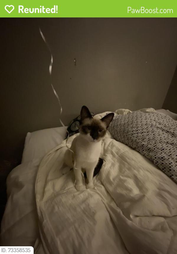 Reunited Female Cat last seen Near blk of 16th Ave, Texas City, TX 77590