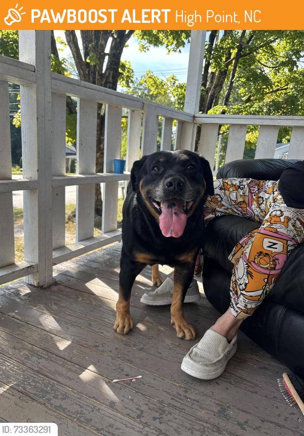 Found/Stray Male Dog last seen Near Whittier ave, High Point, NC 27262