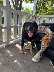 Found/Stray Male Dog last seen Near Whittier ave, High Point, NC 27262