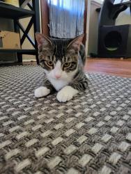 Lost Male Cat last seen 13th Street & 13th Avenue North, St. Petersburg, FL 33704
