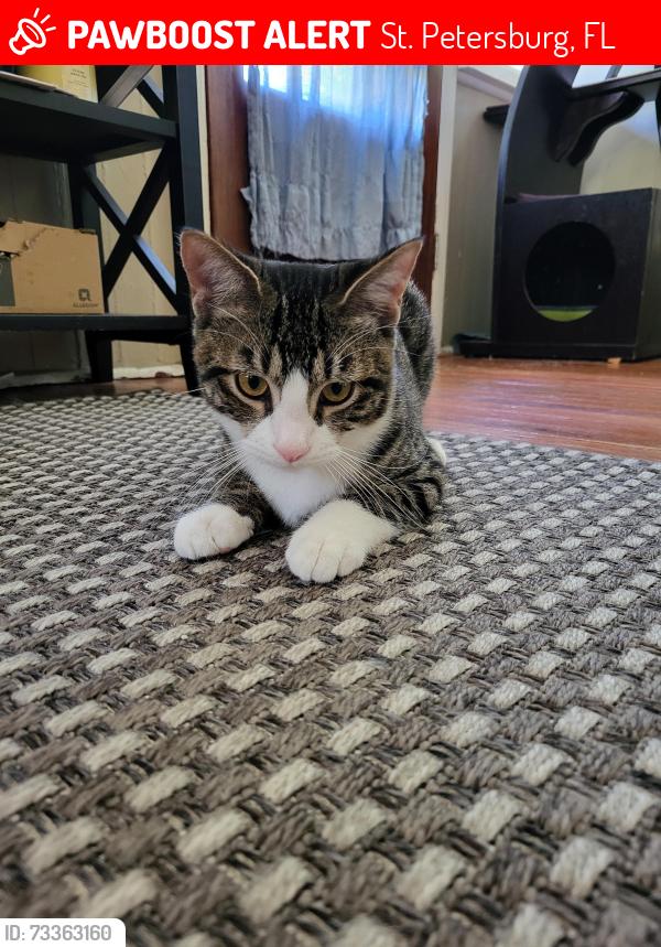Lost Male Cat last seen 13th Street & 13th Avenue North, St. Petersburg, FL 33704