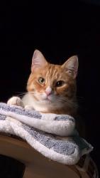 Lost Male Cat last seen Avamere Retirement Community, Beaverton, OR 97006
