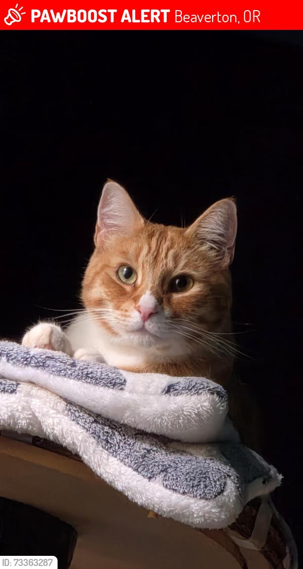 Lost Male Cat last seen Avamere Retirement Community, Beaverton, OR 97006